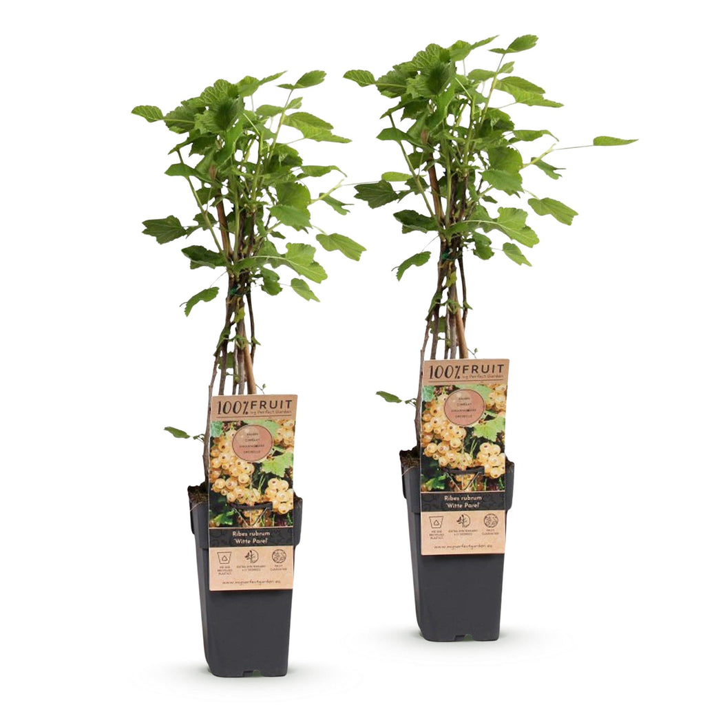 Fruitplant - Ribes rubrum Witte Parel - Bessenplant - Winterhard - Witte Bes - 2 Planten - Pot 15cm - Hoogte 50cm