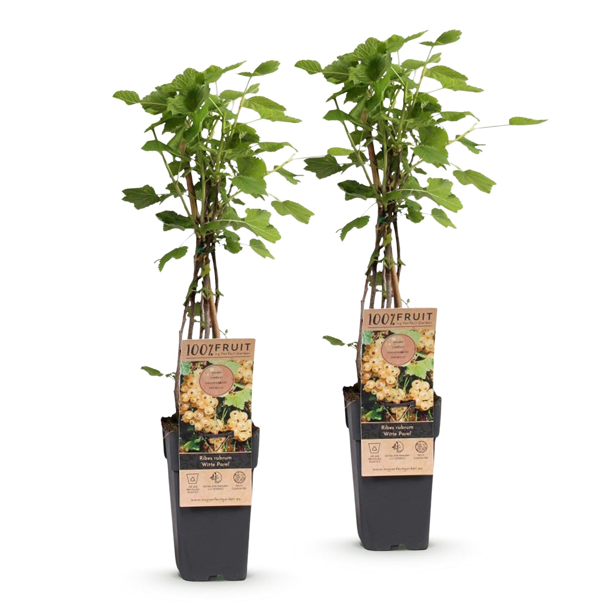 Fruitplant - Ribes rubrum Witte Parel - Bessenplant - Winterhard - Witte Bes - 2 Planten - Pot 15cm - Hoogte 50cm
