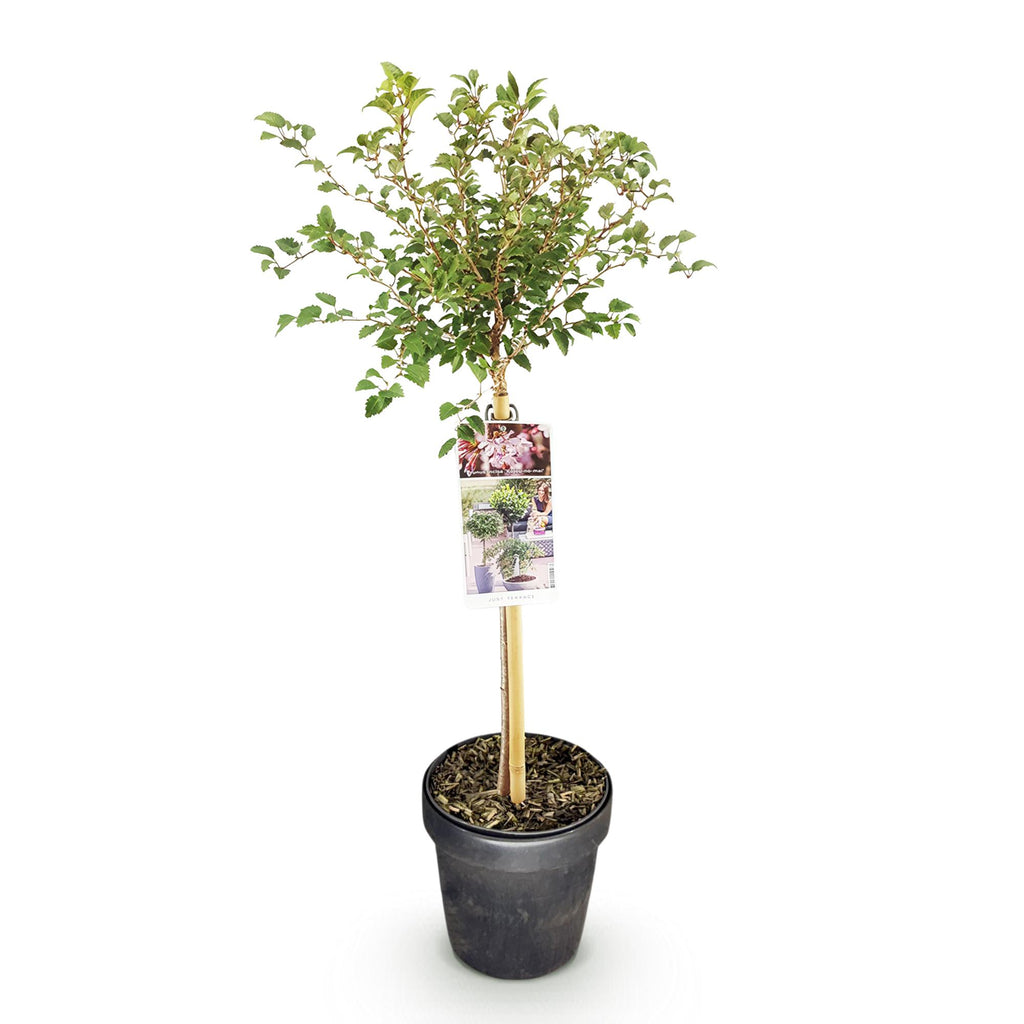 Plant op Stam - Prunus incisa Koujou-no-mai - Terras Plant - Bladverliezend - Winterhard - Witte Bloem - Pot 19cm Hoogte 90cm