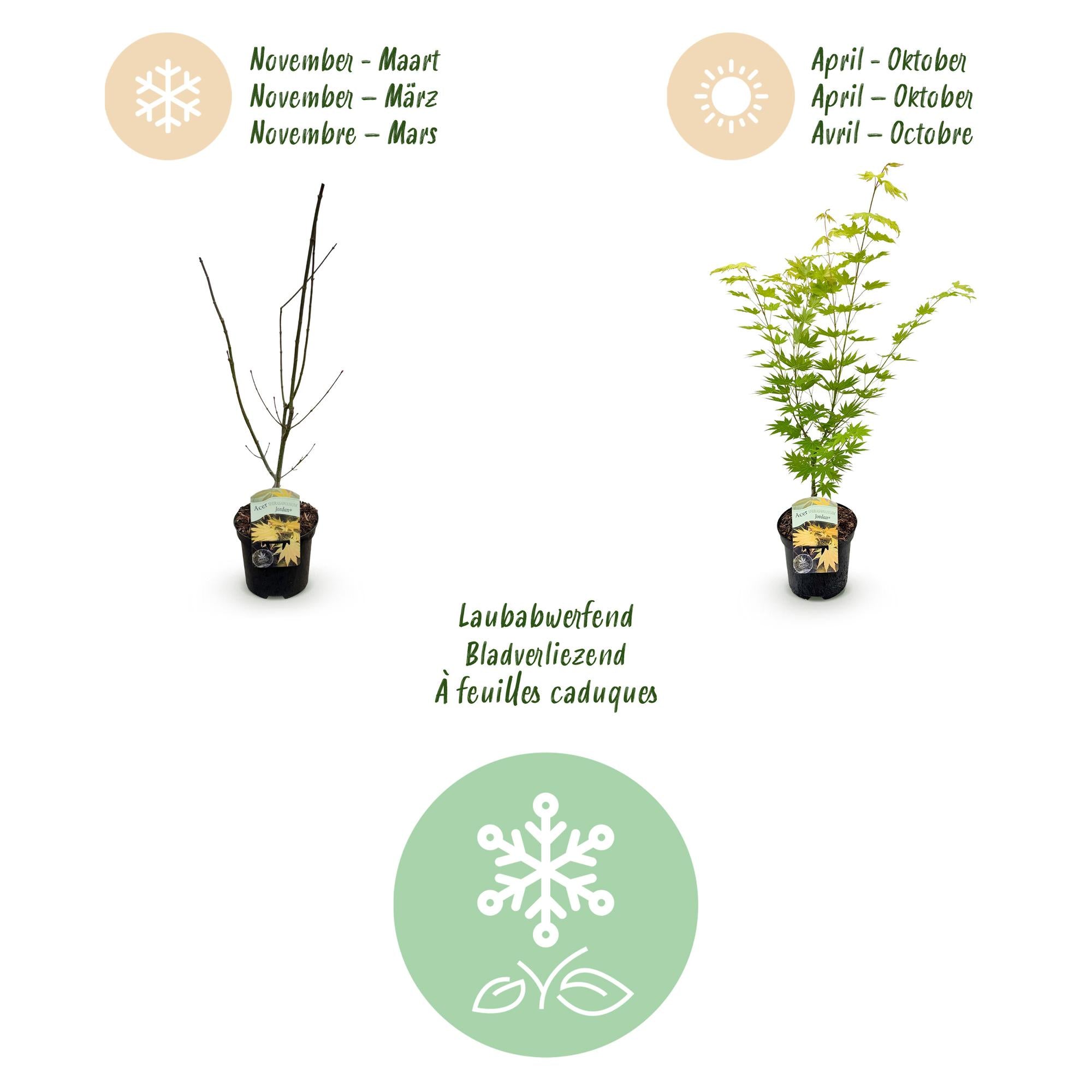 Terrasplant - Japanse Esdoorn - Acer palmatum Jordan - Geel - 2 Planten - Bladverliezend - Pot 19cm Hoogte 70cm
