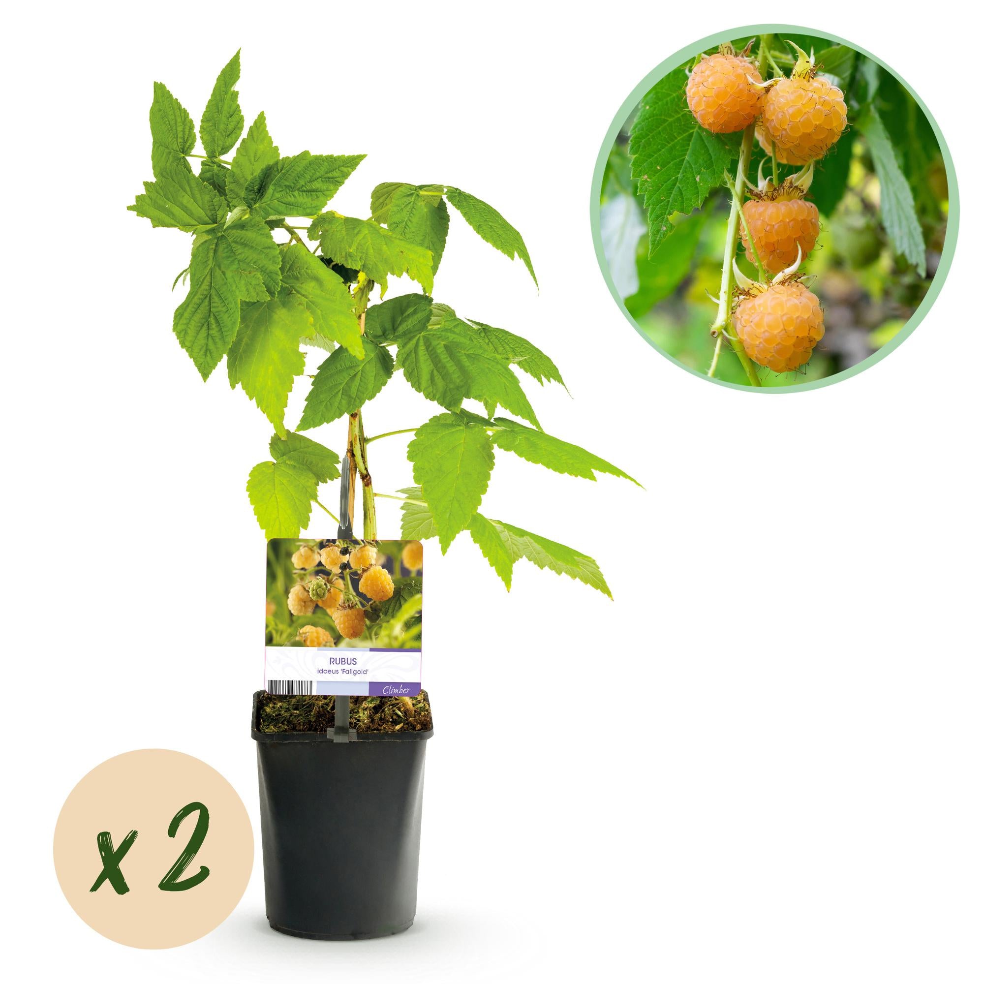 Fruitplant - Framboos - Rubus idaeus Fallgold  - Gele Framboos - 2 planten -  Pot 11cm Hoogte 40cm
