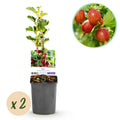 Fruitplant - Kruisbes - Ribes uva-crispa  Hinnomäki Röd - Rode Bes - 2 planten -  Pot 11cm Hoogte 40cm