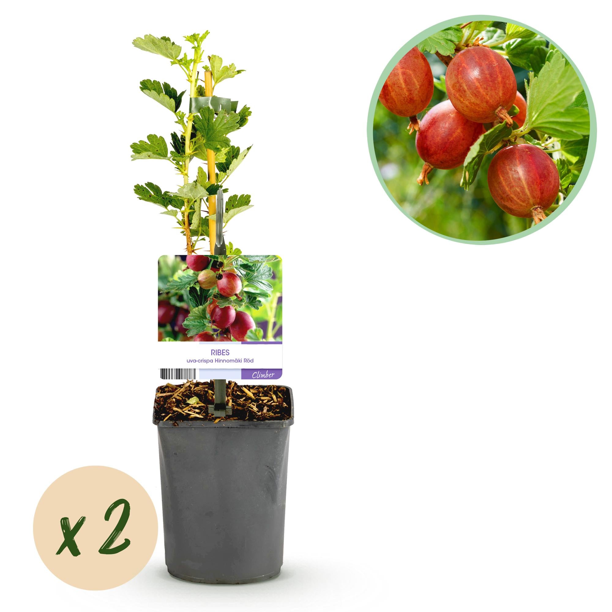 Fruitplant - Kruisbes - Ribes uva-crispa  Hinnomäki Röd - Rode Bes - 2 planten -  Pot 11cm Hoogte 40cm