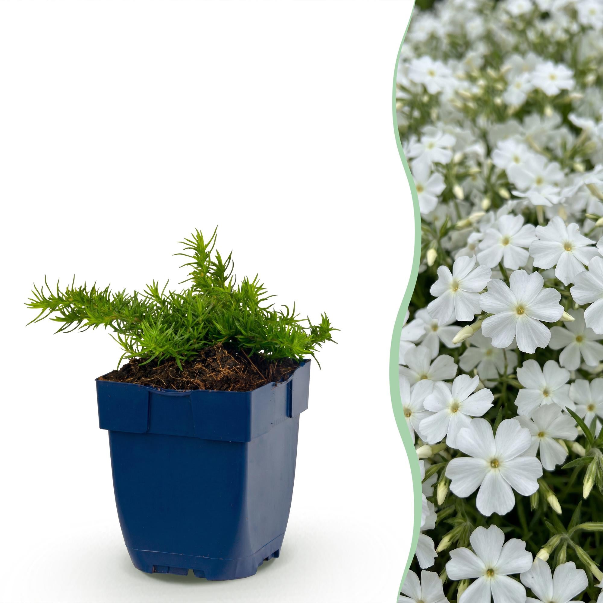 Vasteplant - Phlox Maischnee - Vlambloem - Bodembedekkend - Wit - 1 Plant - Pot 11cm - Hoogte 15-25cm