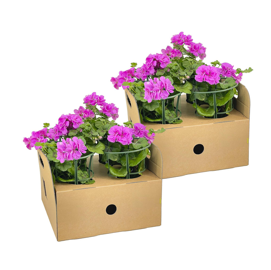 8x Pelargonium Peltatum Violet Ø12 cm - ↕20 cm
