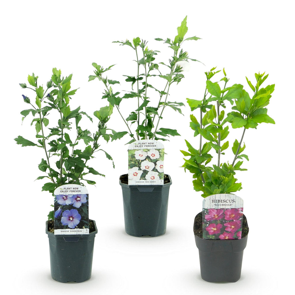 Heesters - Hibiscus syriacus Tricolour - Bloem Roze, Wit en Blauw - 3 Planten - Bladverliezend - Weinig Onderhoud - Pot 17cm Hoogte 45cm