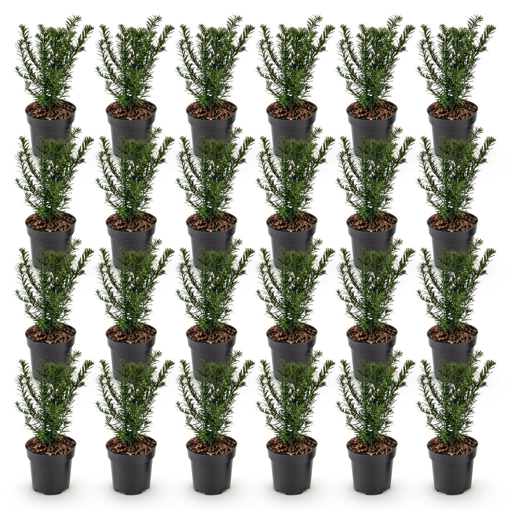 24x Taxus baccata - Venijnboom - Haagplanten - Groenblijvend - Groen - Pot 9cm - Hoogte 20-30cm