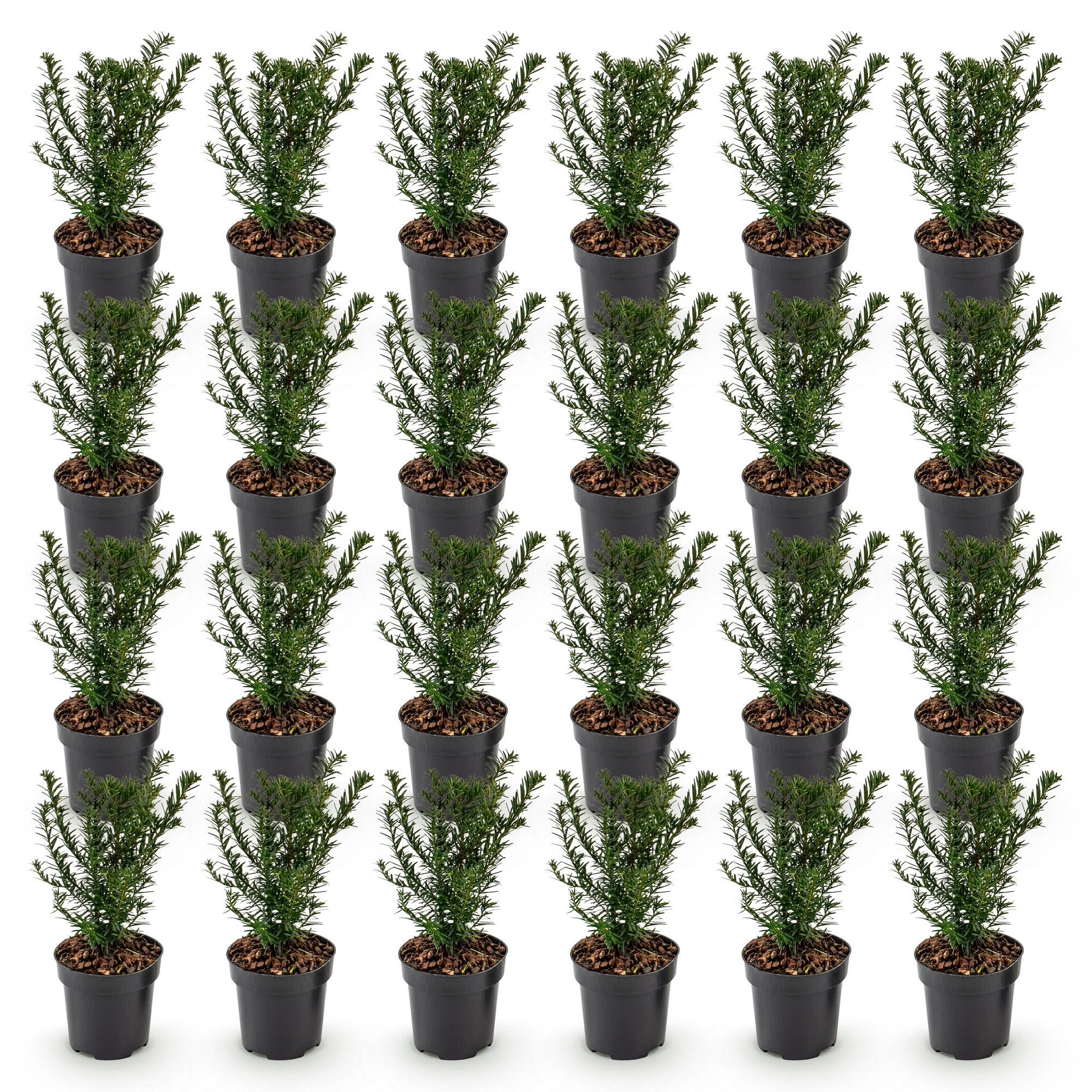 24x Taxus baccata - Venijnboom - Haagplanten - Groenblijvend - Groen - Pot 9cm - Hoogte 20-30cm