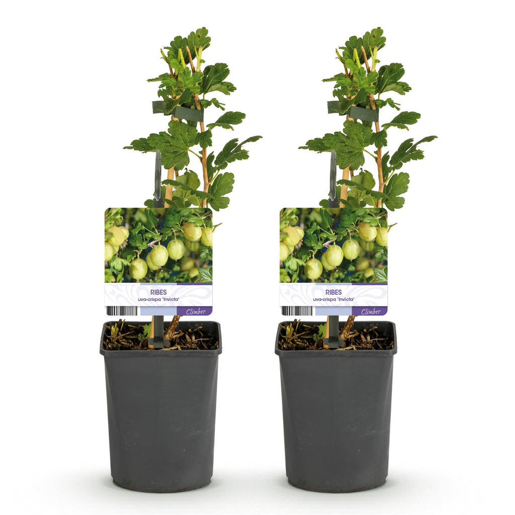Fruitplant - Kruisbes - Ribes uva-crispa Invicta - Groene Bes - 2 planten -  Pot 11cm Hoogte 40cm