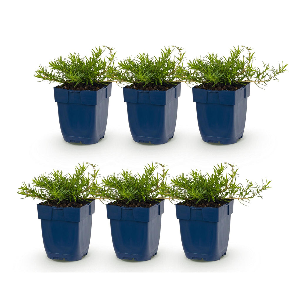 Vasteplant - Phlox Tricolour - Vlambloem - Bodembedekkend - Paars - Roze - Wit - 6 Planten - Pot 11cm - Hoogte 15-25cm
