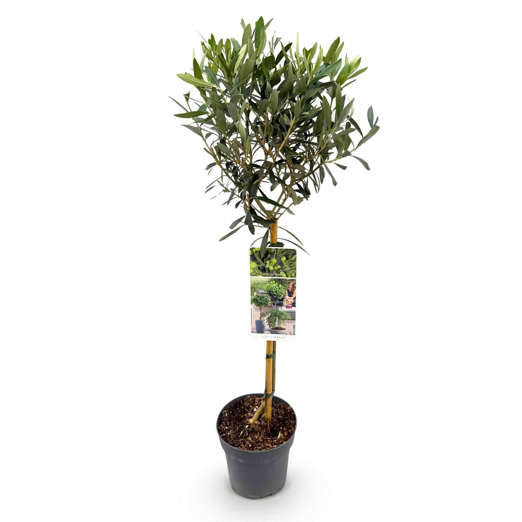 Plant op Stam - Olea Europaea - Terras Plant - Bladhoudend - Winterhard - Olijfgroen Blad - Pot 19cm Hoogte 90cm