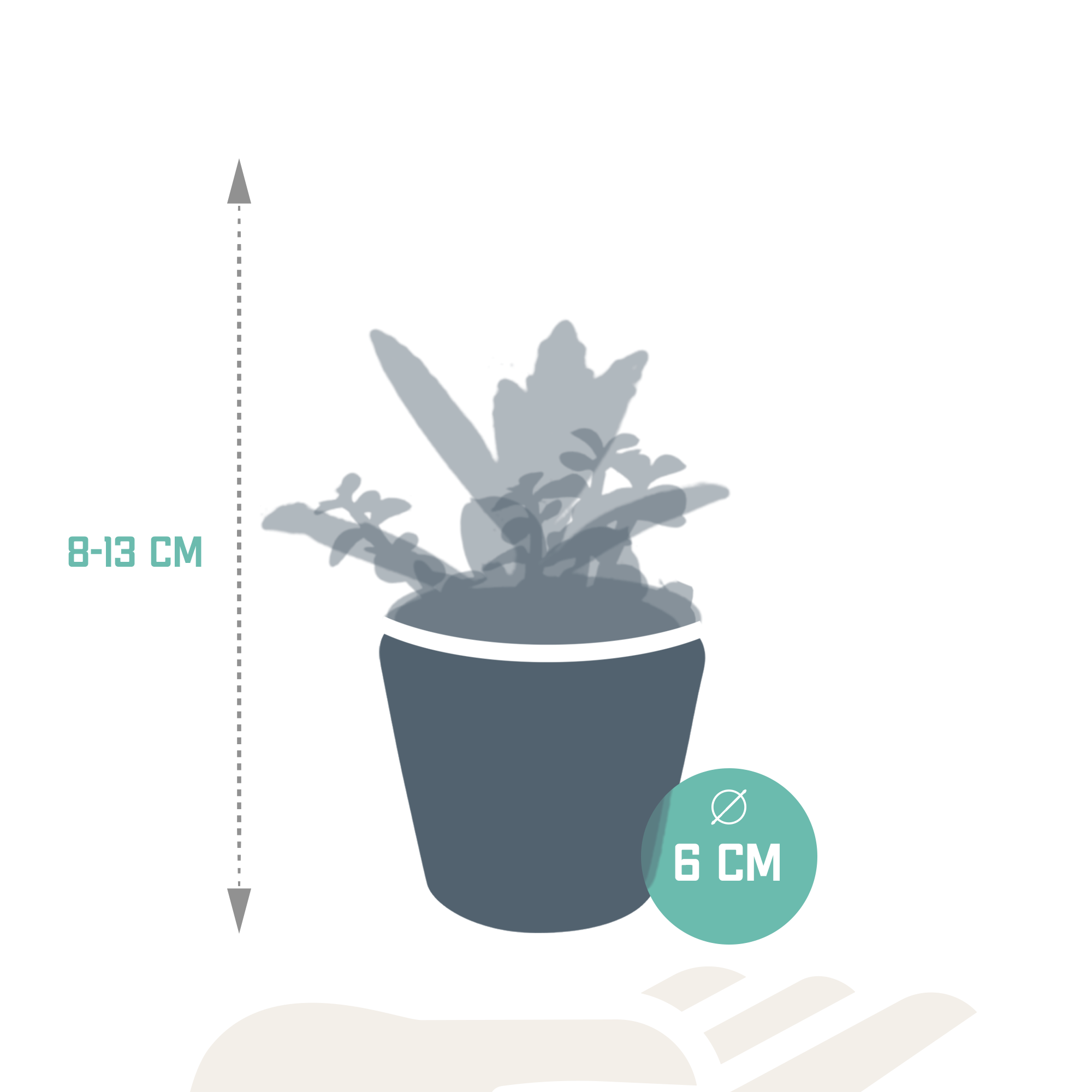 Vetplanten mix 5.5 cm - 5x - in Mexicaanse pot