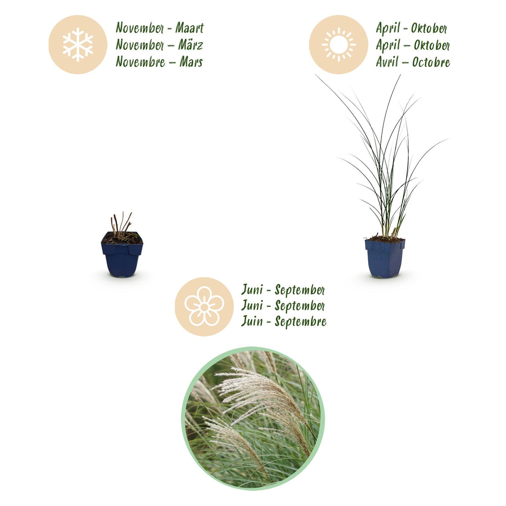Grassen - Miscanthus sin. Gracillimus - Pampusgras - Met Pluim - Groen - 6 Planten - Pot 11cm - Hoogte 15-25cm