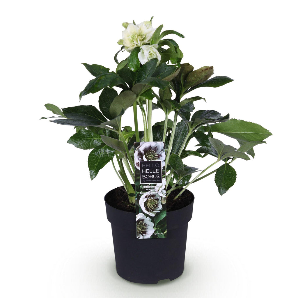 Tuinplant - Lenten Rose - Helleborus orientalis Double Ellen White - Witte Bloem -1 Plant - Groenblijvend - Pot 14cm Hoogte 35cm