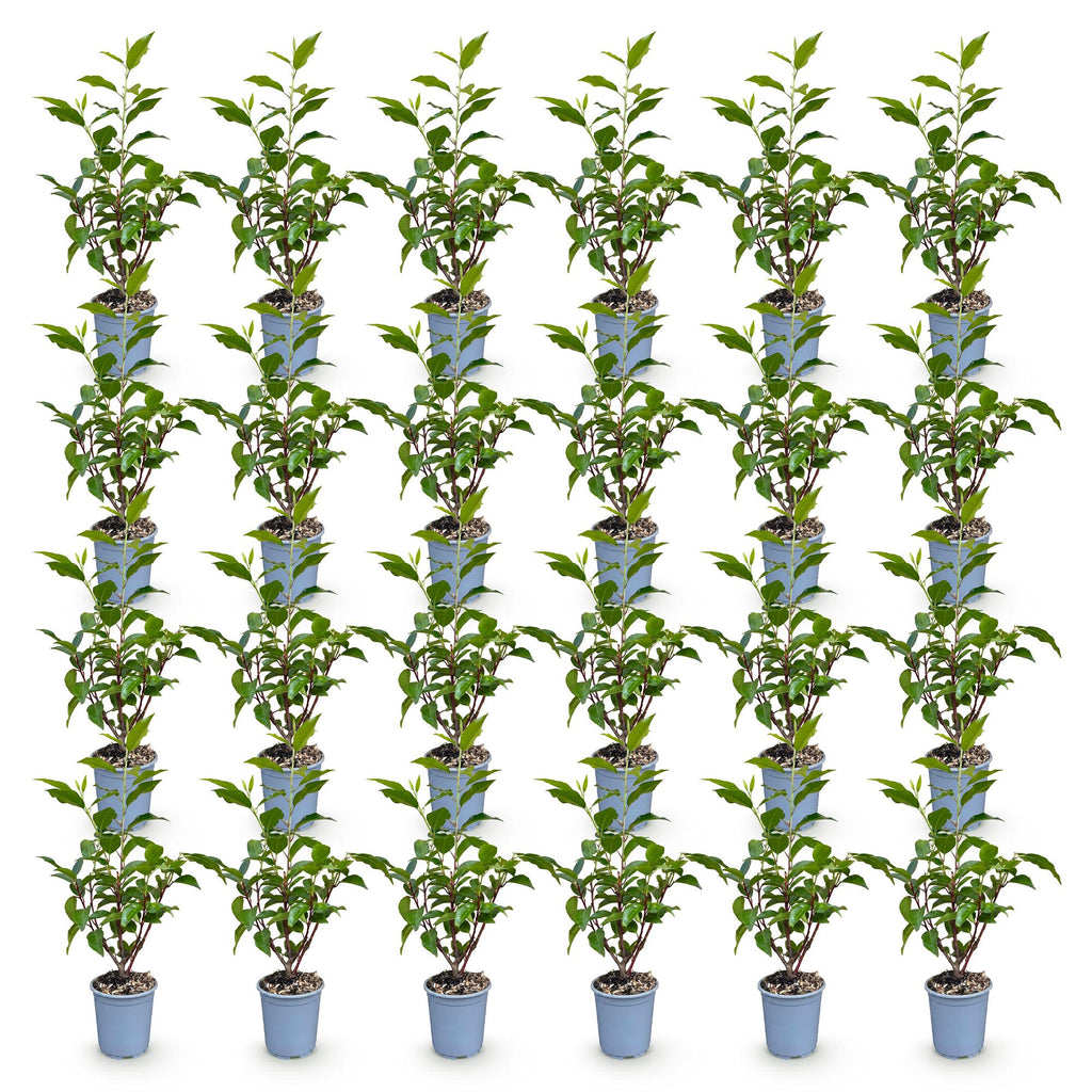 24x Prunus lusitanica Angustifolia - Portugese Laurier - Haagplanten - Groenblijvend - Groen - Pot 9cm - Hoogte 25-35cm