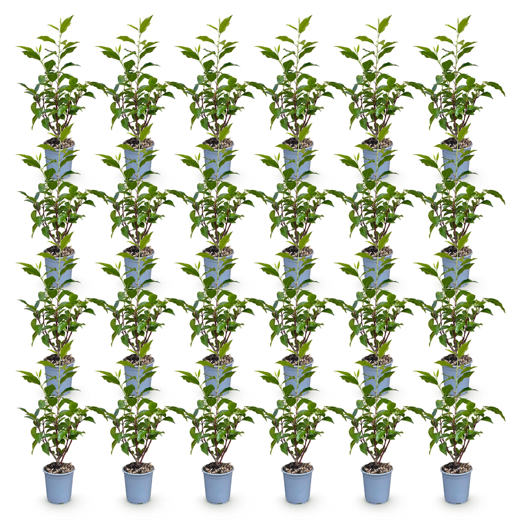 24x Prunus lusitanica Angustifolia - Portugese Laurier - Haagplanten - Groenblijvend - Groen - Pot 9cm - Hoogte 25-35cm