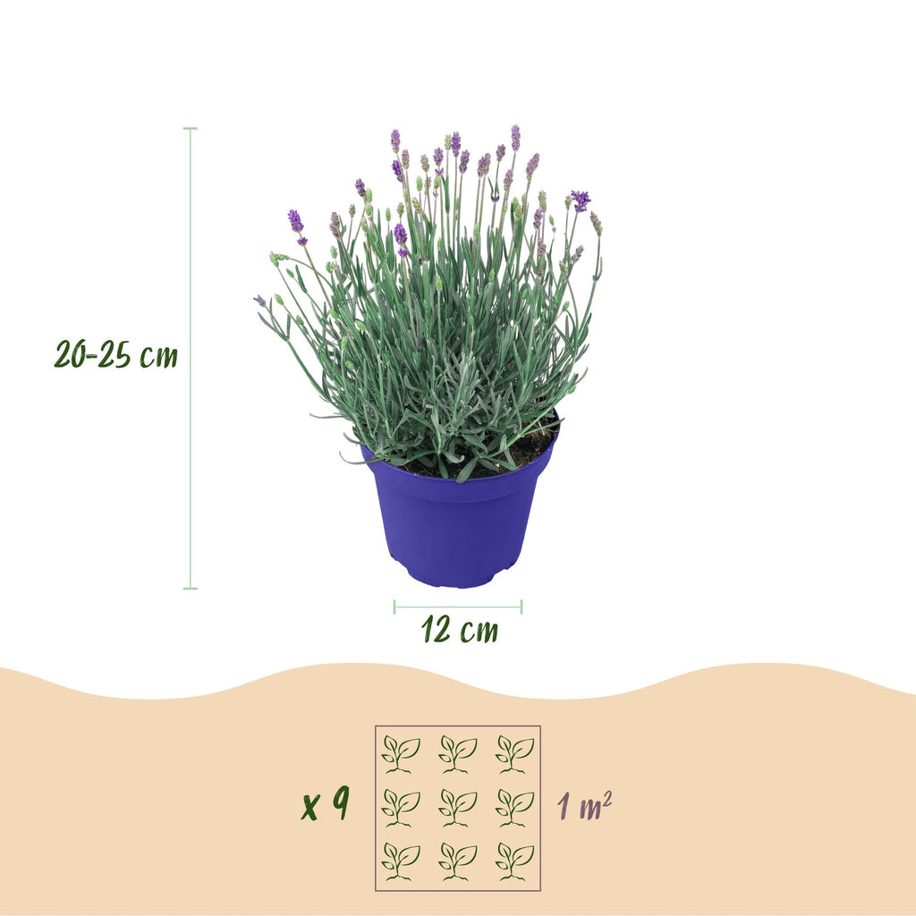 Tuinplant - Lavandula angustifolia Hidcote - Lavendel - Winterhard - Paars - 18 Planten - Pot 12cm - Hoogte 15-25cm