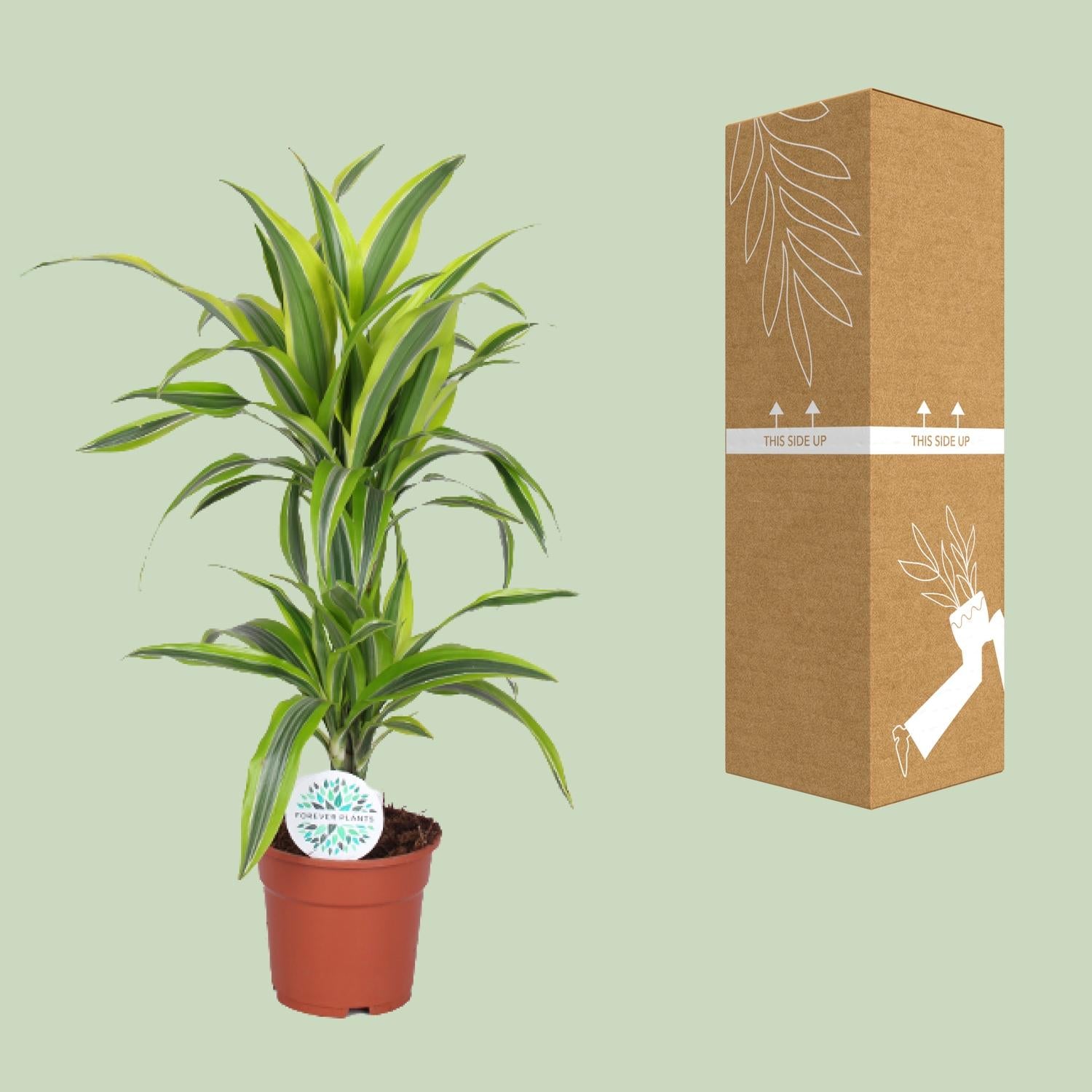 Dracaena Lemon Lime - Ø17cm - ↕65cm