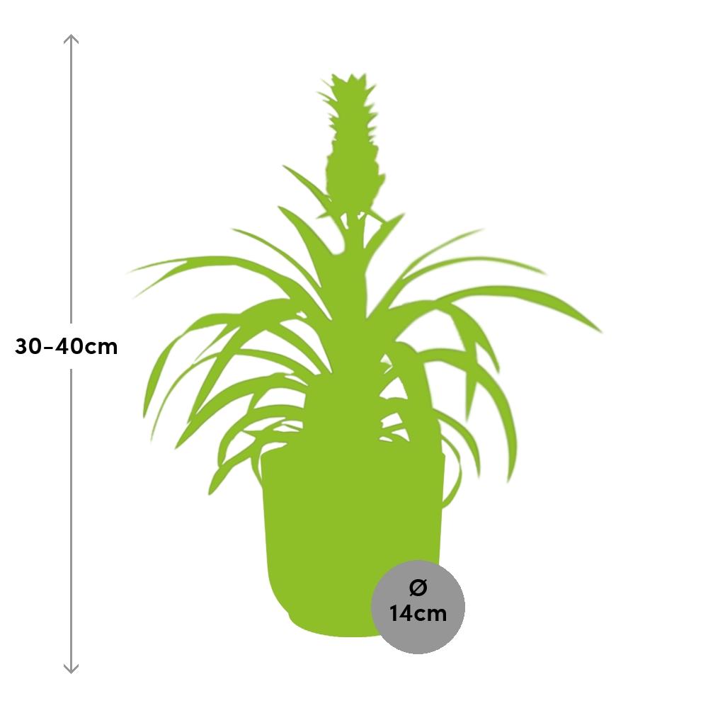 Mother's Day - Ananas Mi Amigo in ELHO Vibes Fold 14cm roze