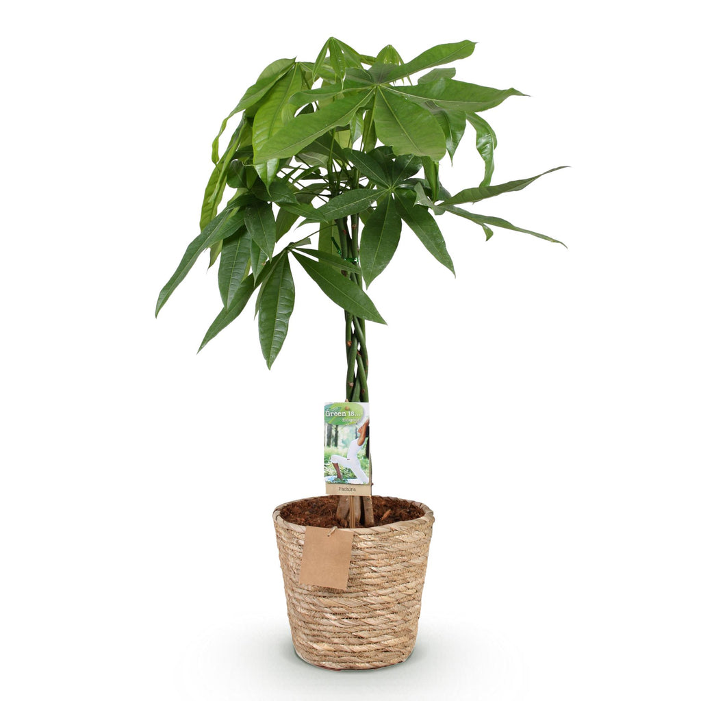 Green is... Kamerplanten - Pachira Aquatica gevlochten stam - Geldboom - Weinig onderhoud - met mand - Groen - 1 Plant - Pot 21cm - Hoogte 80-90cm