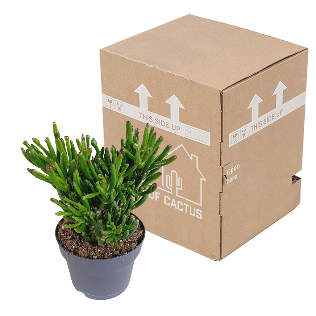 Crassula gollum 17cm