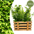 Palletdeal Haagplanten:  50 Carpinus Betulus ↕ 60-80 - Ø 19cm | Mini Pallet