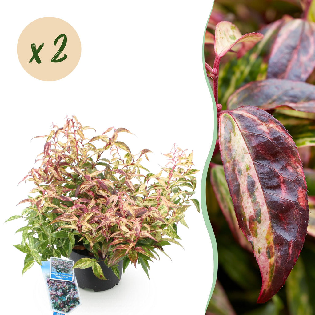 Tuinplant - Leucothoe Makijaz - Bruin - 2 Planten - Groenblijvend - Weinig Onderhoud - Pot 17cm Hoogte 45cm