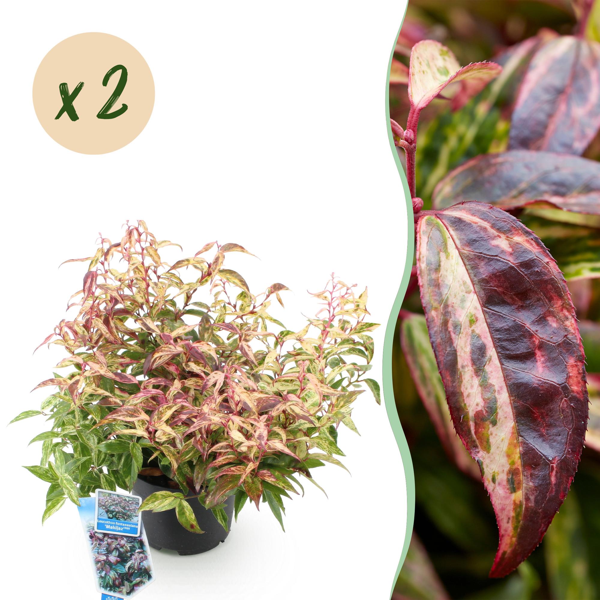 Tuinplant - Leucothoe Makijaz - Bruin - 2 Planten - Groenblijvend - Weinig Onderhoud - Pot 17cm Hoogte 45cm