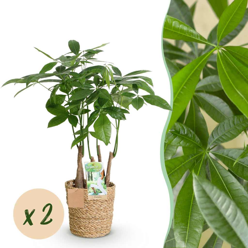 Green is... Kamerplanten - Pachira Aquatica multi stam - Geldboom - Weinig onderhoud - met mand - Groen - 2 Planten - Pot 17cm - Hoogte 50-55cm