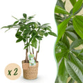Green is... Kamerplanten - Pachira Aquatica multi stam - Geldboom - Weinig onderhoud - met mand - Groen - 2 Planten - Pot 17cm - Hoogte 50-55cm