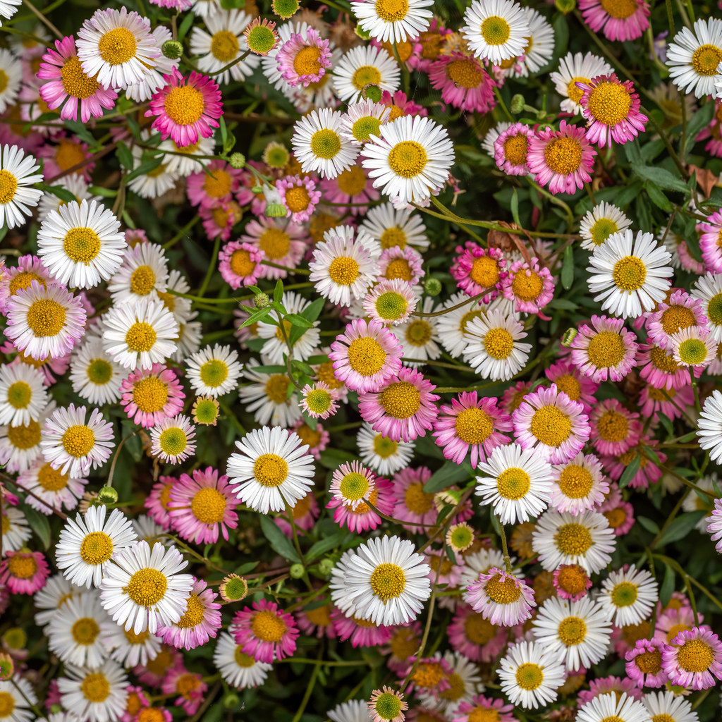 24x Erigeron karvinskianus - ↕10-25cm - Ø9cm