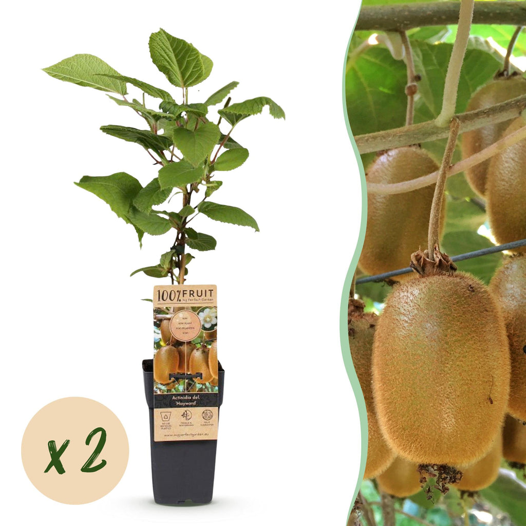 Fruitplant - Acitinidia deliciosa Hayward - Kiwiplant - Vrouwelijk - Groene Vrucht - 2 Planten - Pot 15cm - Hoogte 50cm