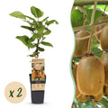 Fruitplant - Acitinidia deliciosa Hayward - Kiwiplant - Vrouwelijk - Groene Vrucht - 2 Planten - Pot 15cm - Hoogte 50cm