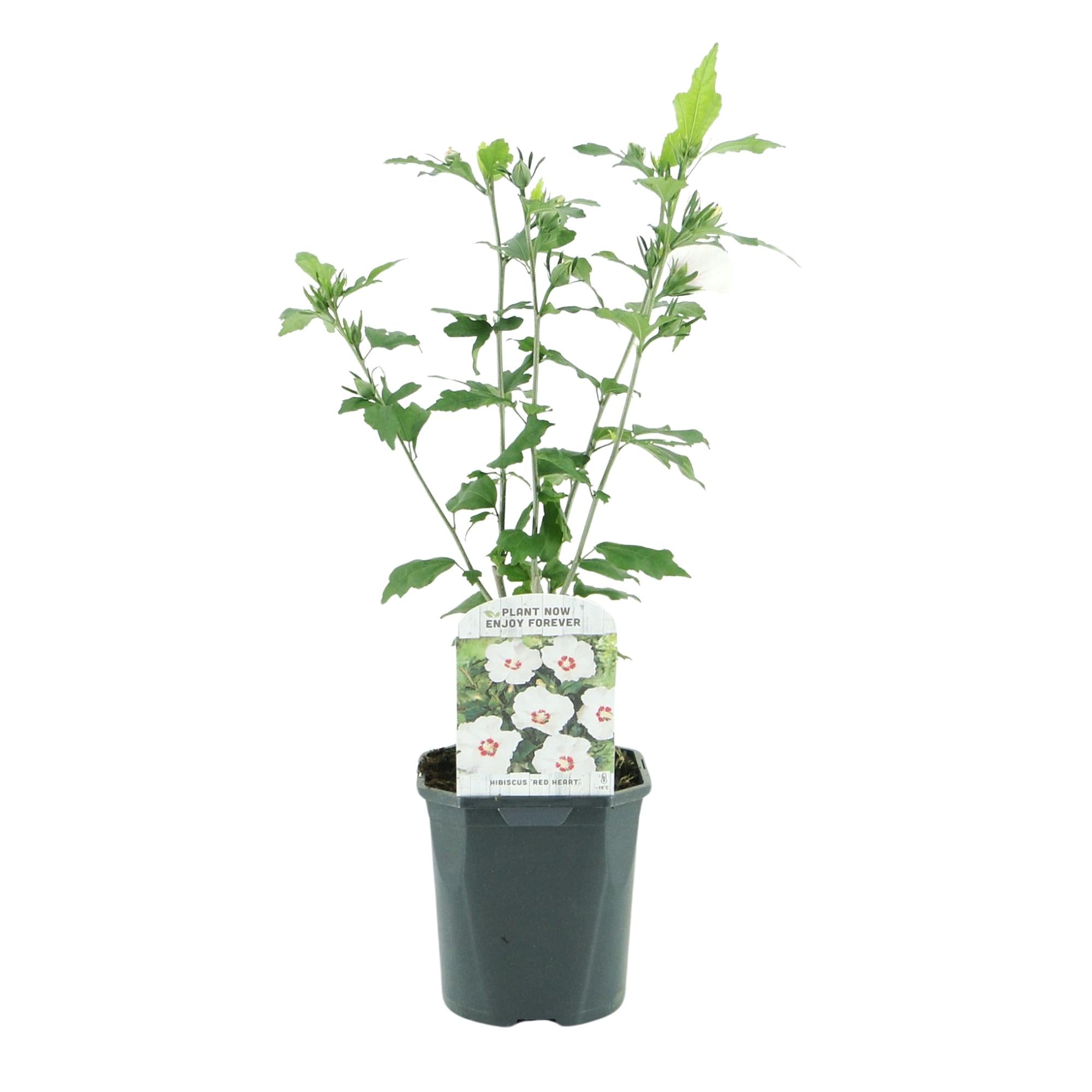 Heesters - Hibiscus syriacus Red Heart  - Bloem Wit Met Rood Hart - 1 Plant - Bladverliezend - Weinig Onderhoud - Pot 17cm Hoogte 45cm