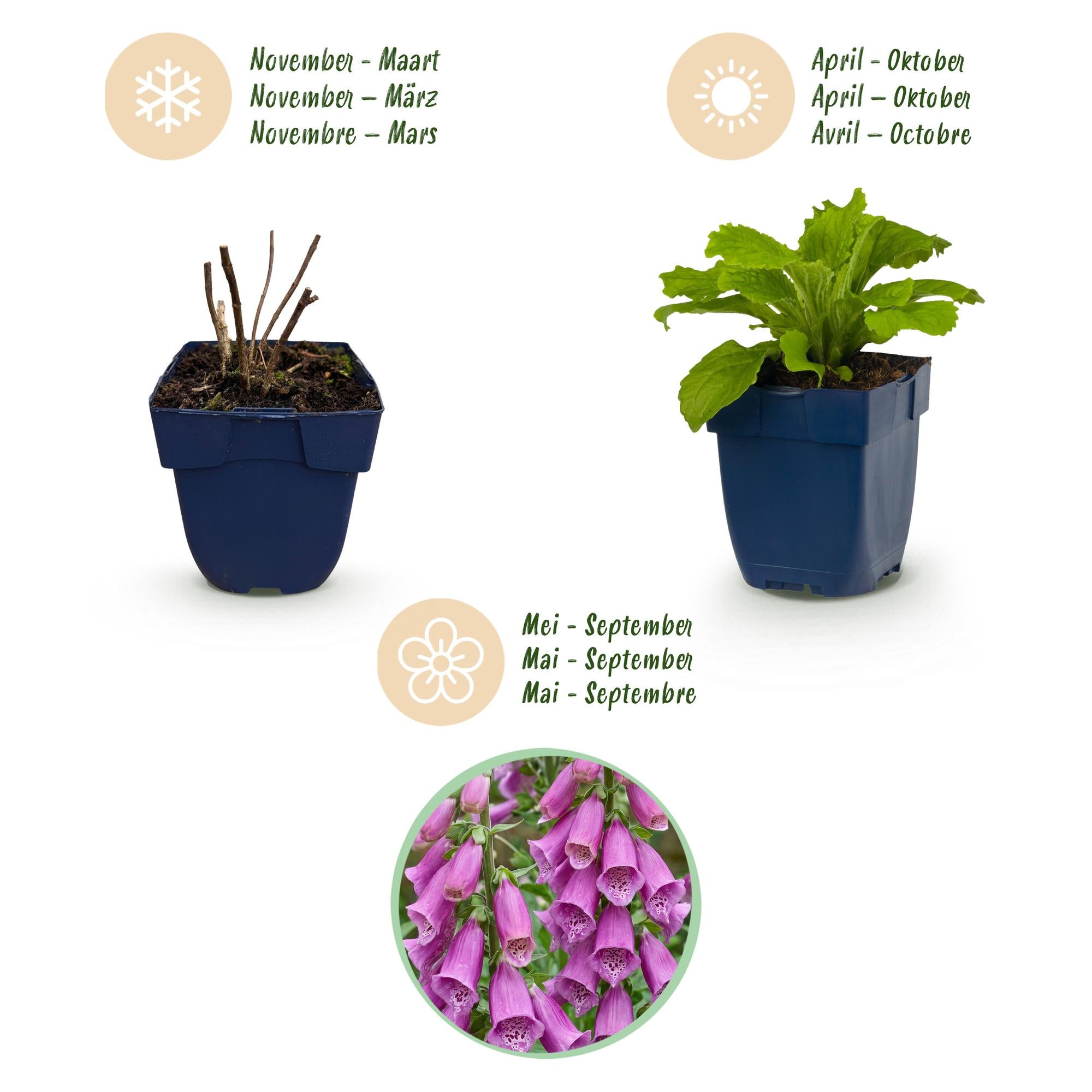 Vasteplant - Digitalis purp. Dalmatian Purple - Vingerhoedskruid - Schaduw - Paars - 6 Planten - Pot 11cm - Hoogte 15-25cm