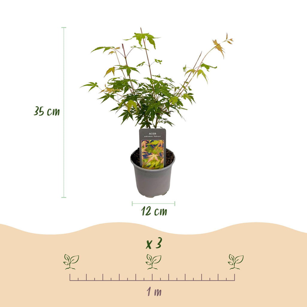 Tuinplant - Acer palmatum Katsura - Oranje - 3 Planten - Bladverliezend - Weinig Onderhoud - Pot 12cm Hoogte 35cm