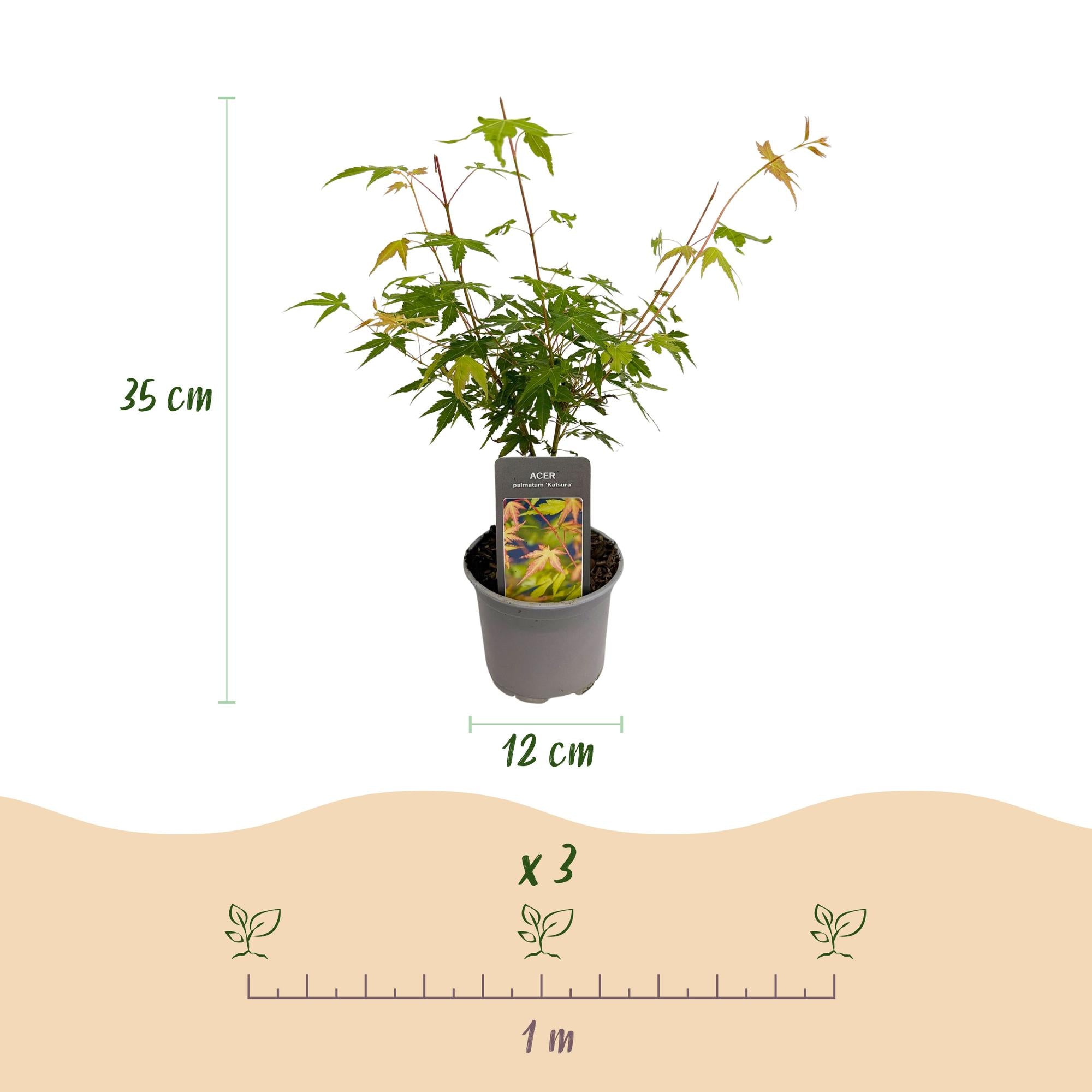 Tuinplant - Acer palmatum Katsura - Oranje - 3 Planten - Bladverliezend - Weinig Onderhoud - Pot 12cm Hoogte 35cm
