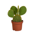 Opuntia microdasys - 12cm - zonder pot