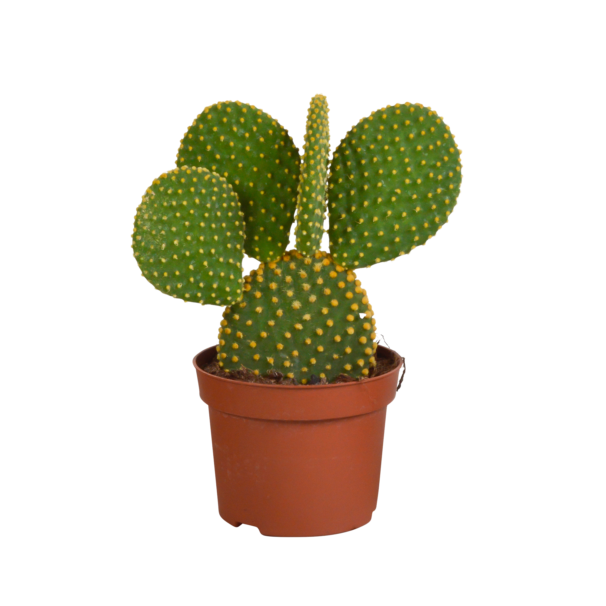 Opuntia microdasys - 12cm - zonder pot