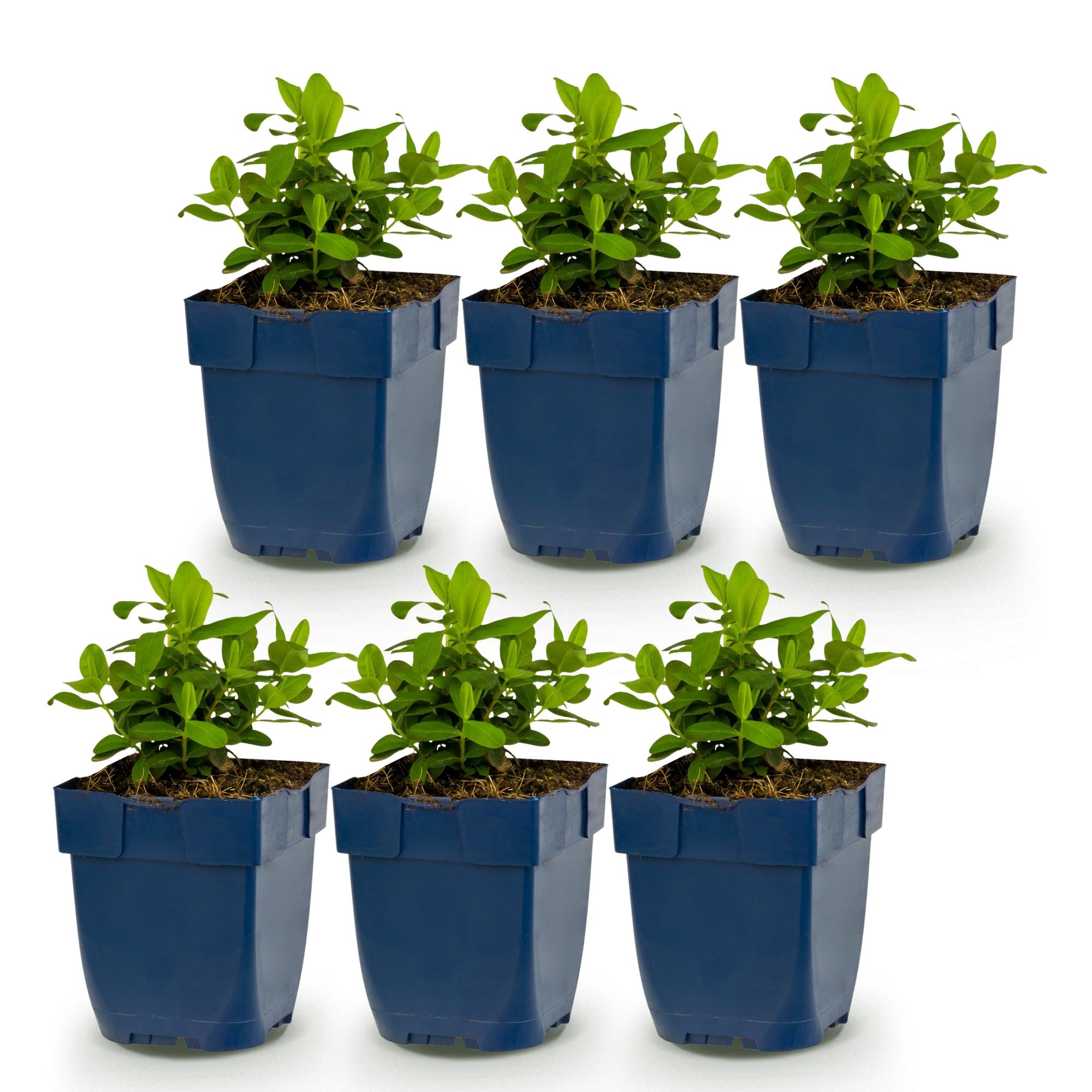 Vasteplant - Hypericum calycinum - Sint-Janskruid - Bijen- en vlinderlokkers - Geel - 6 Planten - Pot 11cm - Hoogte 15-25cm