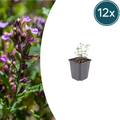 12x Teucrium lucidrys - ↕10-25cm - Ø9cm