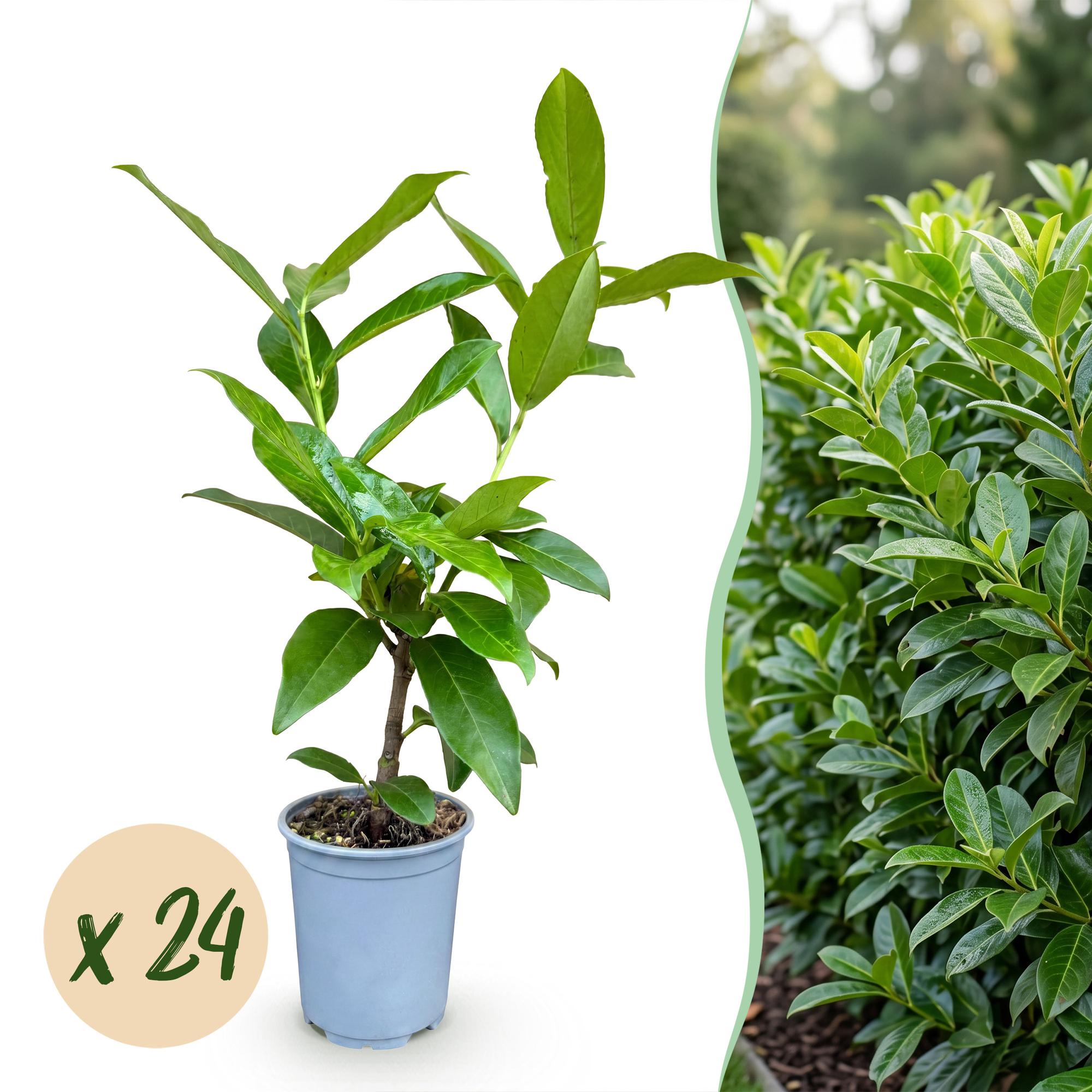 24x Prunus laur. Novita - Laurierkers - Haagplanten - Groenblijvend - Groen - Pot 9cm - Hoogte 25-35cm