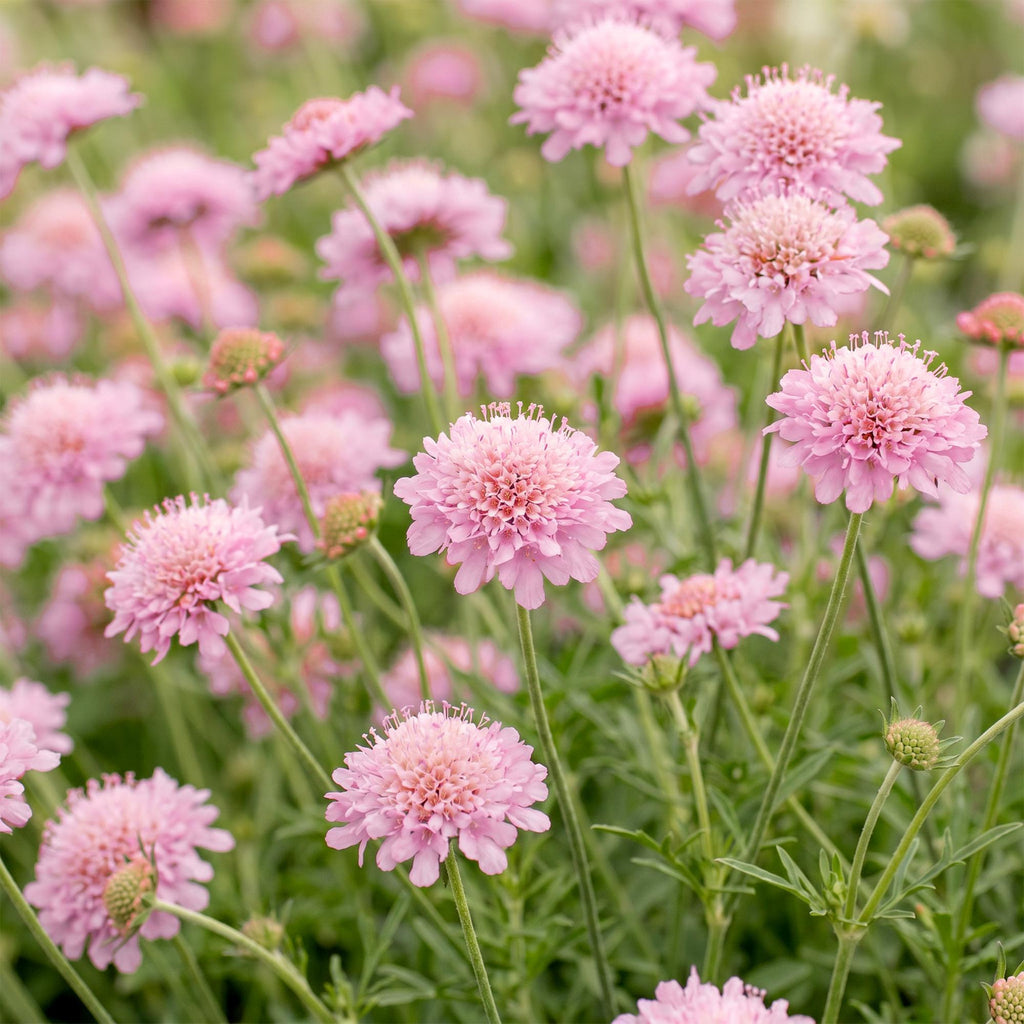Vasteplant - Scabiosa col. Pink Mist - Duifkruid - Bijen en Vlinderlokkers - Roze - 1 Plant - Pot 11cm - Hoogte 15-25cm