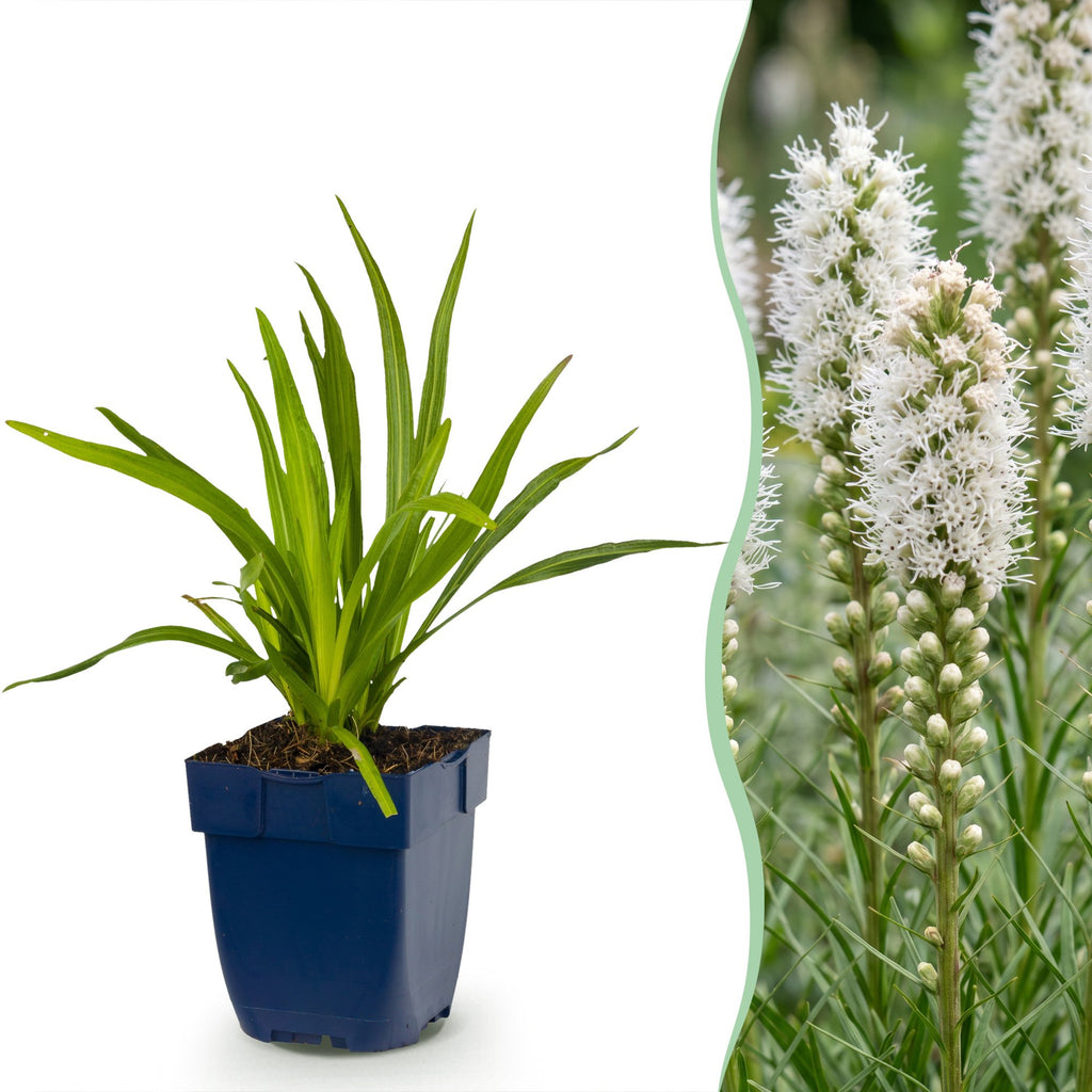 Vasteplant - Liatris spicata Alba - Lampenkruid - Bijen- en vlinderlokkers - Wit - 12 Planten - Pot 11cm - Hoogte 15-25cm