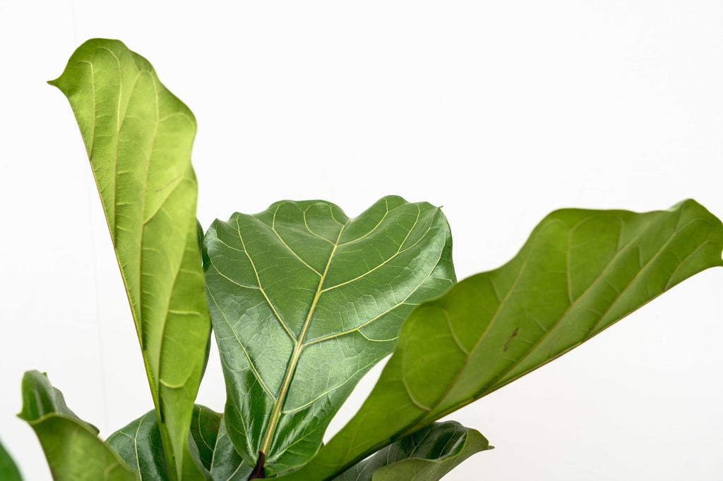 Ficus Lyrata vertakt XL - 170cm - ø34