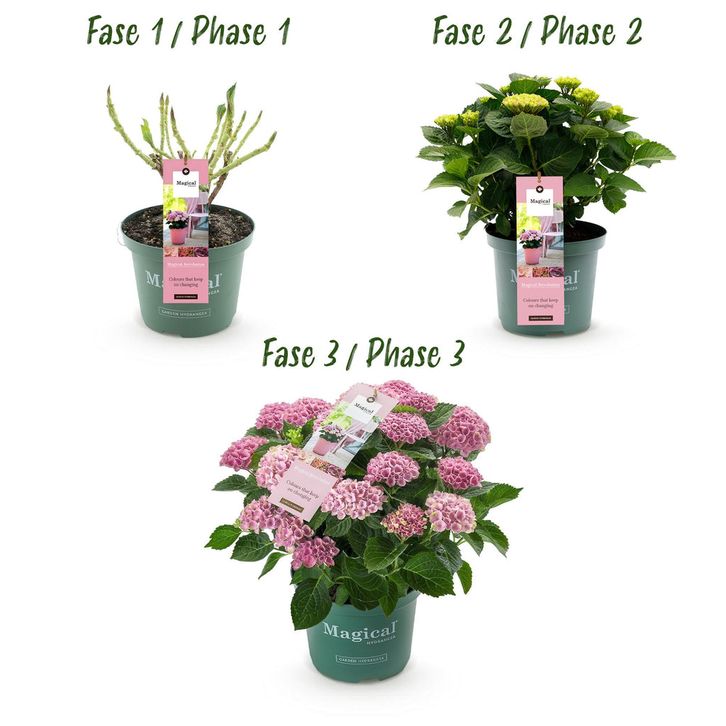 Terrasplant - Hortensia - Hydrangea Magical Revolution Pink - Pink - 6-10 Bloemen - 2 Planten - Pot 23cm Hoogte 55cm