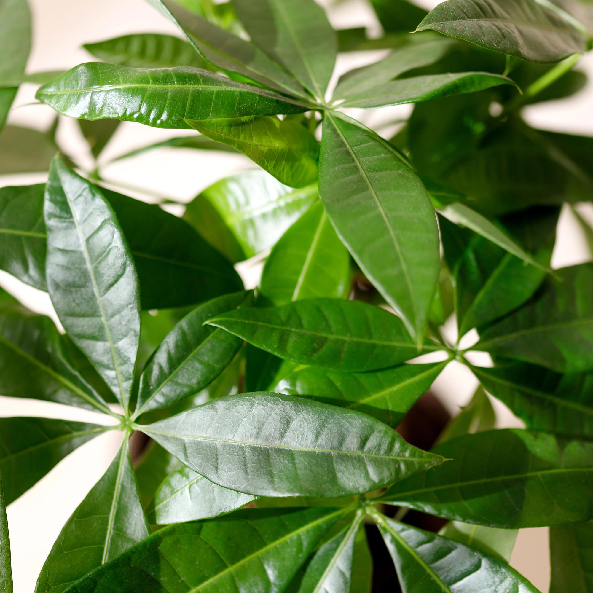 Green is... Kamerplanten - Pachira Aquatica multi stam - Geldboom - Weinig onderhoud - met mand - Groen - 1 Plant - Pot 17cm - Hoogte 50-55cm