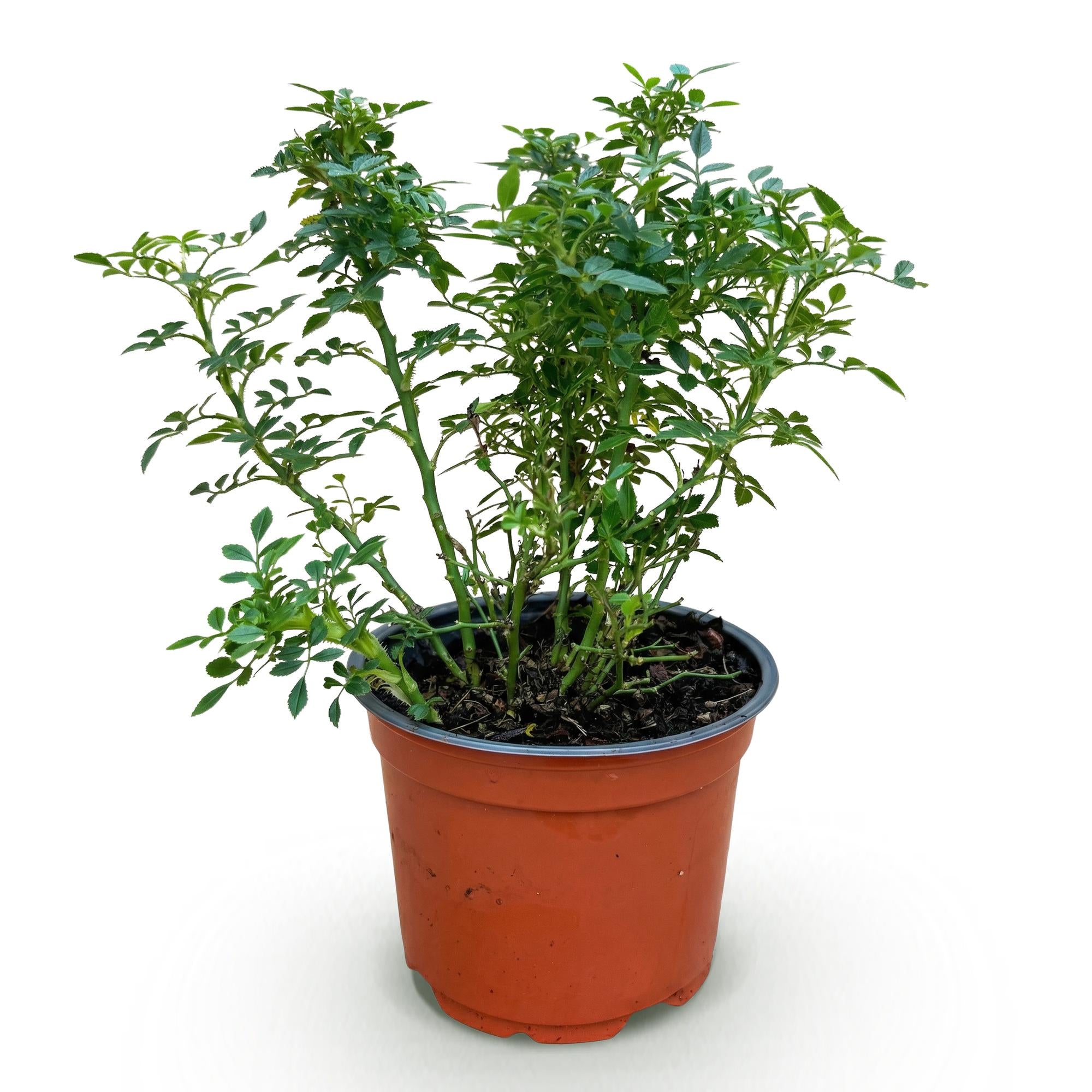Tuin Roos - Rosa Cutie Pie - Roos - Winterhard - Roze - 1 Plant - Pot 12cm - Hoogte Hoogte 20-25cm