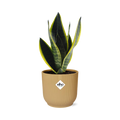 Sansevieria Futura Superba in ELHO Vibes Fold 14cm geel