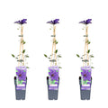 3x - Clematis The President - ↨65cm - Ø15